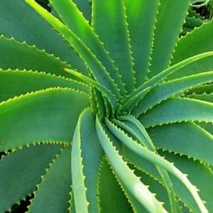 Meet your Posher, Ro